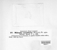 Heyderia cucullata image